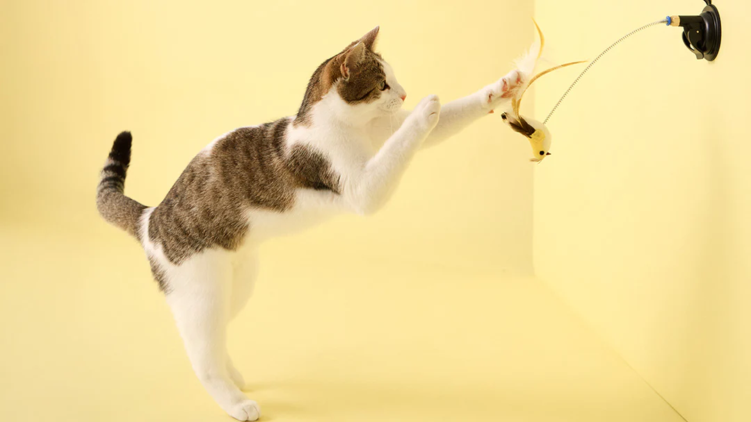 Play with Scents They Love