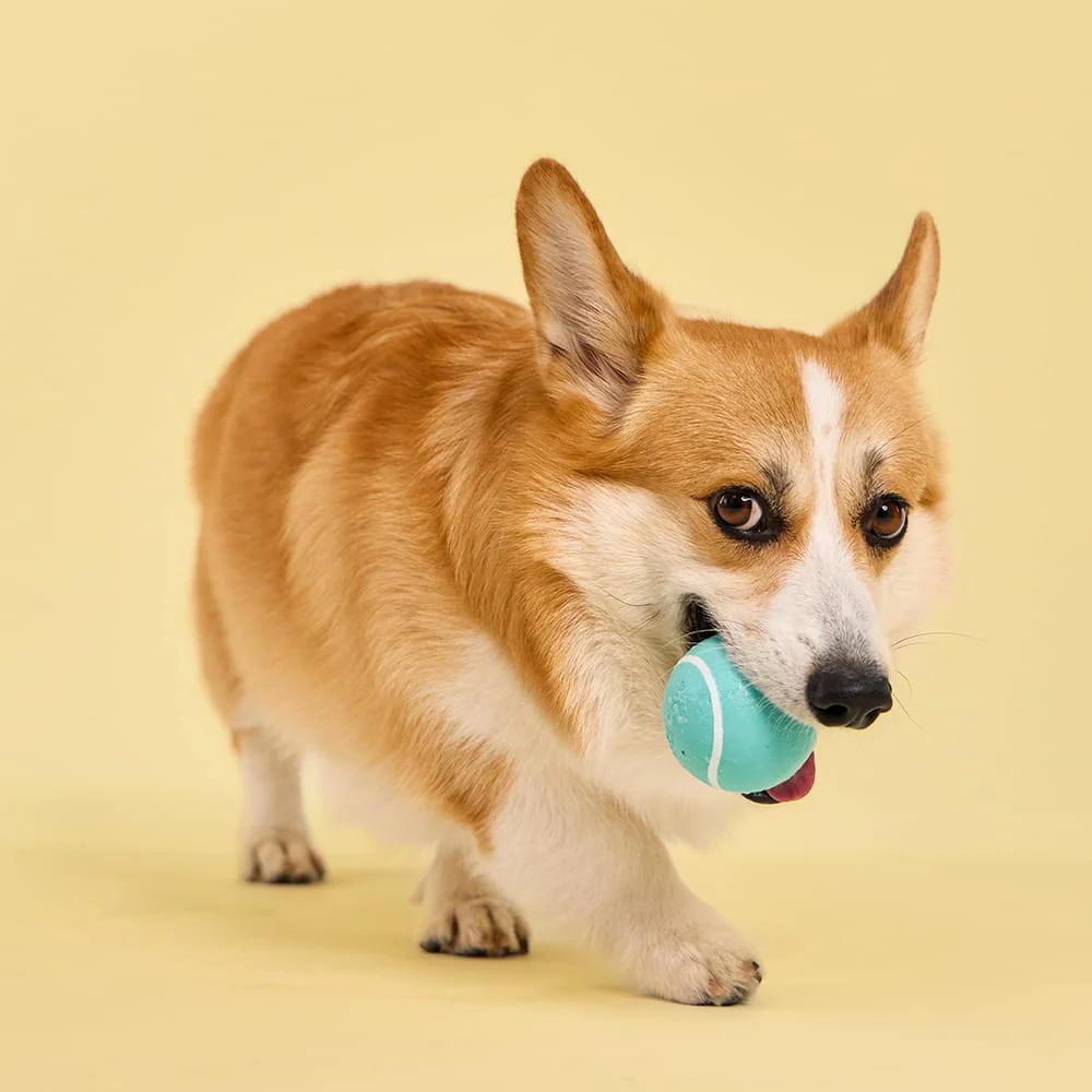 Squeaky Chew Ball - Image 5