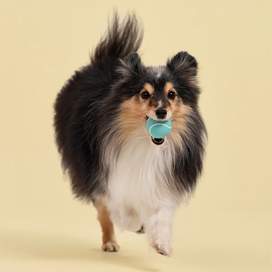 Squeaky Chew Ball - Image 25
